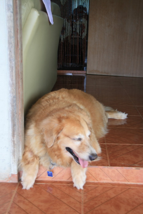เจ้านี่อีก ตัวกลมๆน่ารักดีครับอีกตัวสีขาวๆไม่ยอมให้ถ่ายรูป

 :laughing: