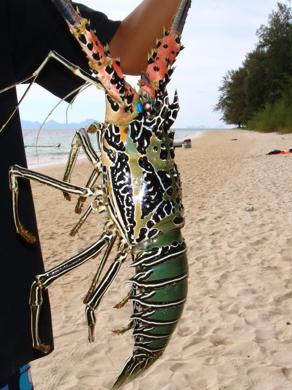 กุ้งมังกร (Lobster)
กุ้งมังกรหรือกุ้งหัวโขนหรือกุ้งหนามเป็นกุ้งทะเลขนาดใหญ่ มักพบอาศัยอยู่ตามแนวปะก