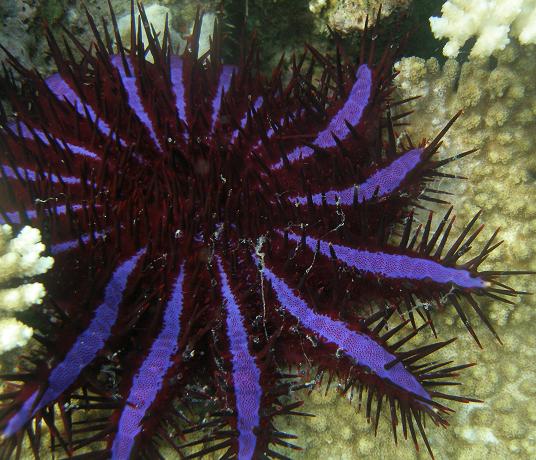 ดาวหนาม (Clown-of-thorn Sea Star)
                       ดาวหนามหรือดาวมงกุฎหนามเป็นดาวทะเลชนิดหนึ่