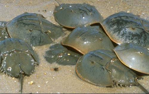 แมงดาทะเล (Horse-shoe Crab)
แมงดาทะเลเป็นสัตว์ทะเลโบราณที่ยังคงเหลืออยู่ในโลกปัจจุบันเพียง 4 ชนิด แ