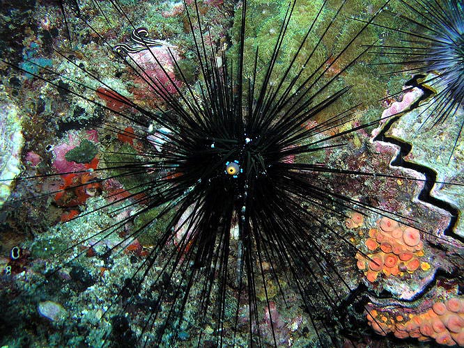 เม่นทะเล (Sea Urchin)
                       เม่นทะเลเป็นสัตว์มีหนวดตามผิวลำตัวเช่นเดียวกับดาวทะเล 