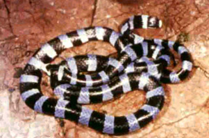 งูทะเล (Sea Snakes)
                       งูทะเลมีลักษณะแตกต่างจากงูบกคือลำตัวส่วนท้ายแบนทางด้านข้