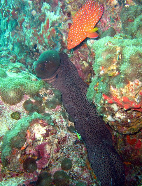 ปลาไหลมอเล่ย์ (Morey Eel)  
                       ปลาทะเลในแนวปะการังหลายชนิดเป็นสัตว์กินเนื้อ และ