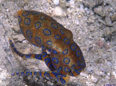 หมึก (Cephalopod)
                       หมึกเป็นมอลลัสพวกหนึ่งที่มีวิวัฒนาการสูงกว่าหอยโดยสามารถเค