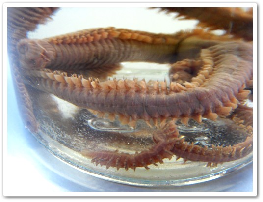 แม่เพรียง (Clam Worm)
                       แม่เพรียงเป็นหนอนปล้องที่มีลำตัวเรียวยาว บางชนิดอาจยาว