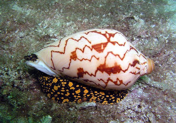 หอยเต้าปูน (Cone Shell)
                       หอยเต้าปูนเป็นหอยกาบเดี่ยวพวกหนึ่งที่ล่าสัตว์อื่นจับ