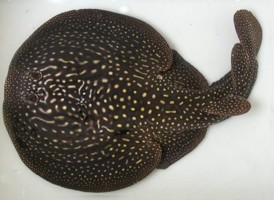 ปลากระเบนไฟฟ้า (Electric ray)
                       ปลากระเบนไฟฟ้ามีลำตัวแบนค่อนข้างกลม มีอวัยวะผล