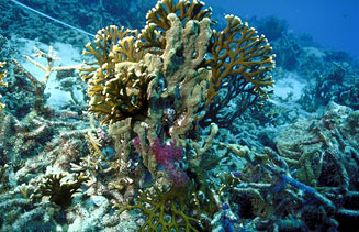 ปะการังไฟ (Fire coral
ปะการังไฟมีลักษณะคล้ายกับปะการัง แต่เป็นสัตว์แตกต่างกัน ปะการังไฟเป็นญาติของด