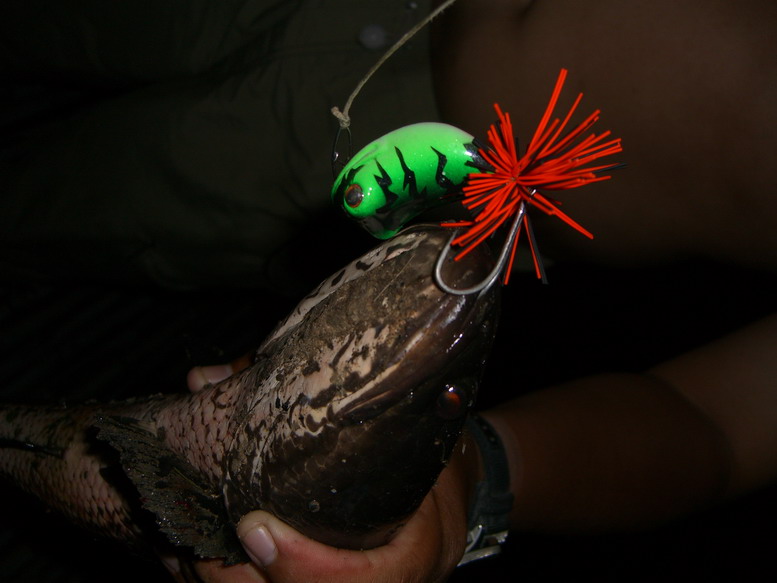    กับเหยื่อ TIGER LURE..