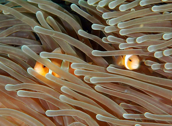 ดอกไม้ทะเล (Sea anemone)
ความสวยของดอกไม้ทะเล ใครจะรู้ ว่ามันก็มีพิษด้วย แต่ ปลาที่อาศัยอยู่กับดอกไ