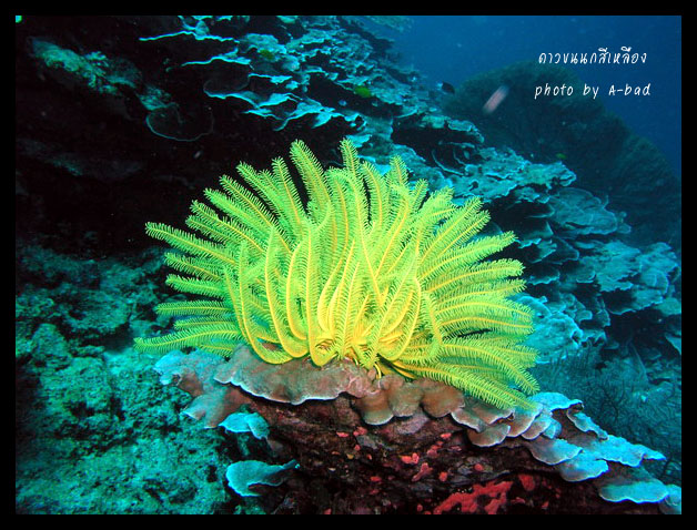 ดาวขนนก (Feather star) 
เป็นสัตว์ในกลุ่มเดียวกับดาวทะเล มันว่ายน้ำได้ด้วยนะ แต่ไม่เคยเห็นเหมือนกัน 