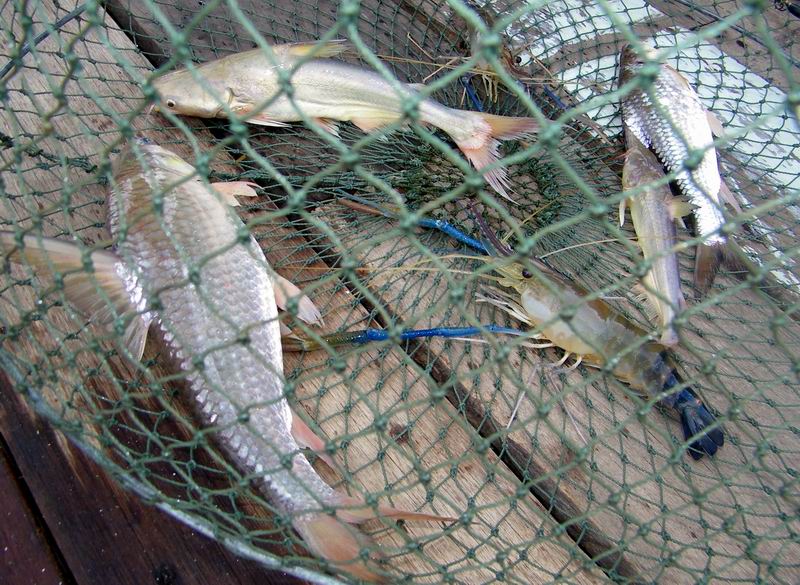 มาดูน้องกุ้ง..กะ..น้องปลากันบ้างดีกว