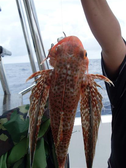  ปลา Red  Gurnard คับ   กิน เหยื่อ จิ๊ก เหมือนกันนะคับ ตัวนี้อะ


 เเต่ ทริปนี้ สุดยอดคับ ผม ชอบม