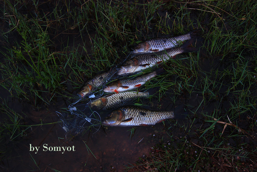 สุดท้ายครับ............ปลารวม  จากเรือ ลำเดียวล้วนๆ  :laughing: