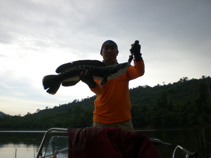 อีกรูปนะครับตัวนี้ 5 โลได้ครับ 

 :grin: :grin:

 [q]สวัสดีครับน้า tv fishing[/q]

 [q]สวัสดีค