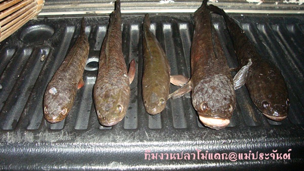 ลืมไปครับปลารวมของทริปนี้ครับ :laughing: :laughing: