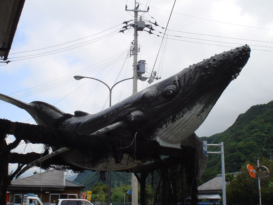 แหลม Moruto เป็นหนึ่งในสองจุด ในเกาะชิโกกุ....ที่สามารถนั่งเรืออกไปชม วาฬ กันจะๆ ขณะกำลังว่ายน้ำ ผ่า