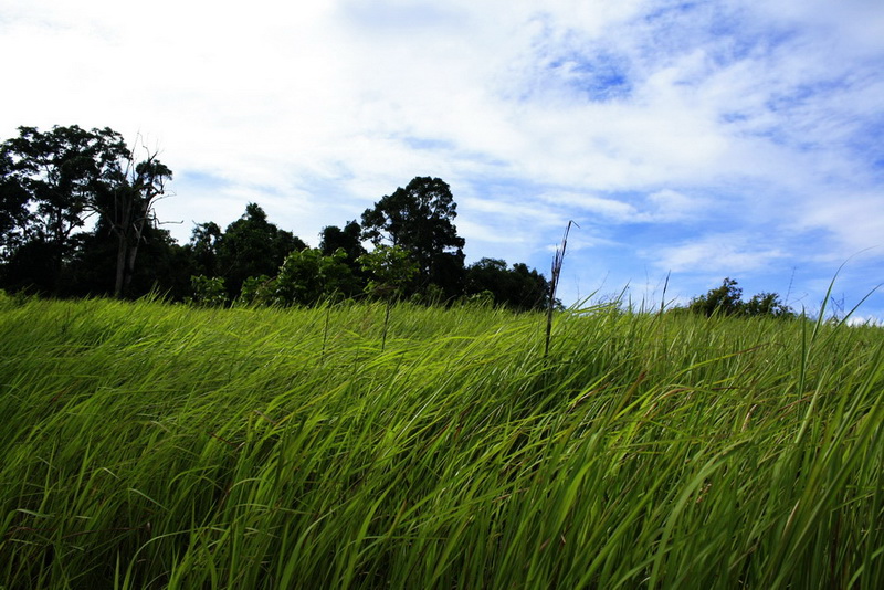 ฟ้าสวยๆ หญ้างามๆ เส้นทางแบบนี้เหมือนเดินไปสวรรค์เลย :love: :love: :love: