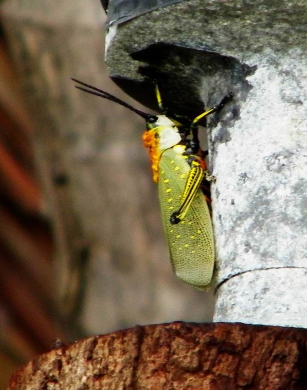 เจอเจ้าตัวนี้ก่อนกลับค่ะ...ตั๊กแตนที่นี่...สวยจัง... :love: :love: :love: