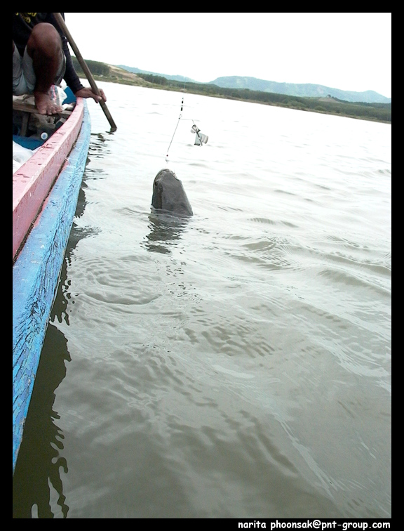 [q]Mong_Actionlure   +ตามมาชมด้วยคนครับน้าพูน   [/q]
สวัสดีครับน้า โม่ง กลับจากเหนือแล้วเหรอครับ

