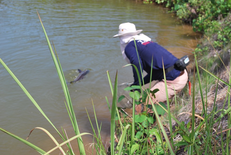 TMT Fishing Club Test  ช่อนจอมพลัง