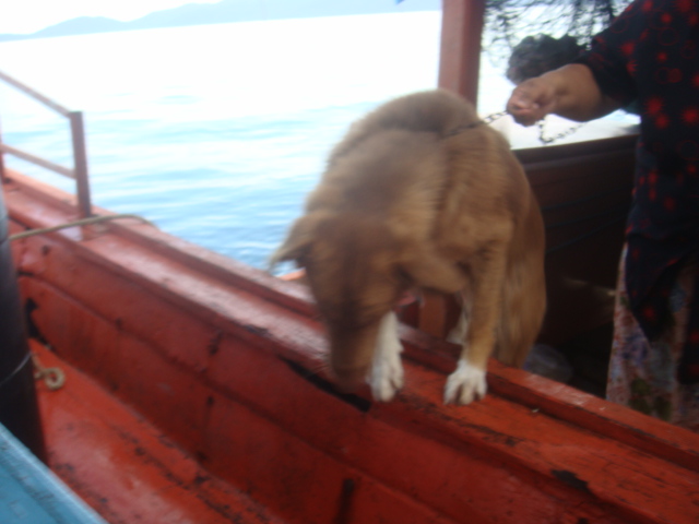 ไต๋หลี ไปรับหมึกส่งขึ้นแพที่เรือปั