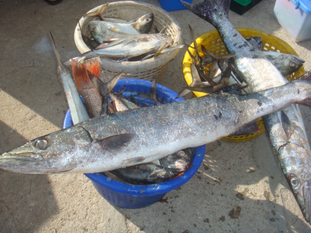 ขนปลาขึ้นท่าเรือครับ...........ปลาบางส่วนครับ.....ปลาเล็ก ยังอยู่ในเรือ
