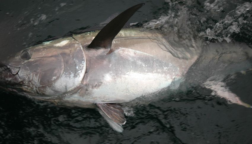 Blue fin Tuna.. :cool: :cool: :blush: :blush:
