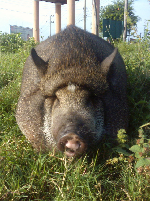     หมูทองครับ   เลี้ยงตั้งแต่เกิดได้2
