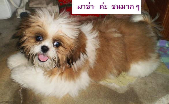 ตัวแสบประจำบ้านค่ะ  เลี้ยงแบบไปๆมา