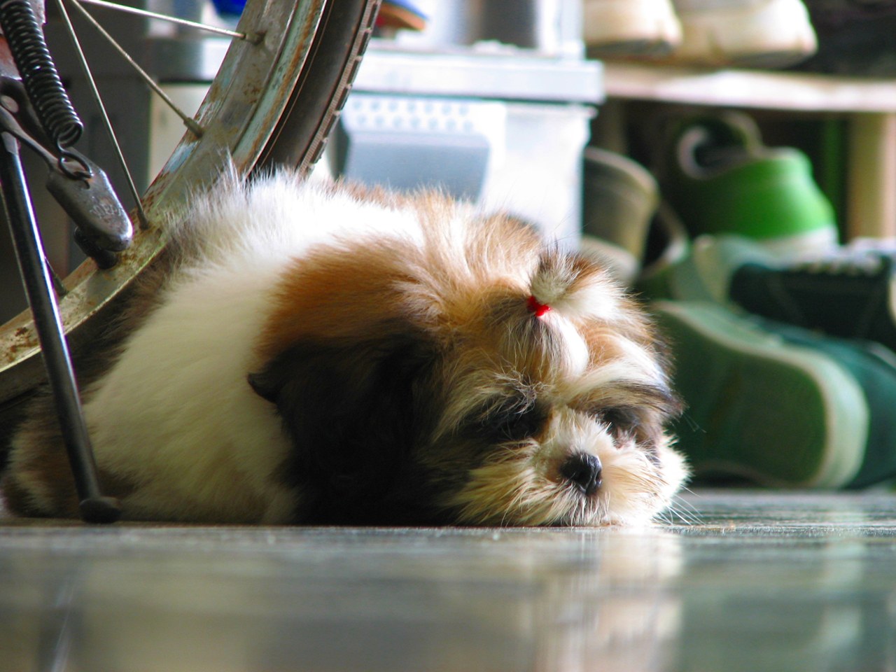 ซูโม่ ครับ 


 :laughing: :laughing: :laughing: :laughing: