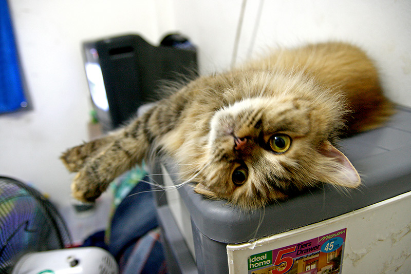 
ตัวนี้ ขวบกว่าๆแล้ว

ลูกสาว ของสองตัวข้างบน

นู๋ชื่อ แฟนซี ค่ะ

 :grin: