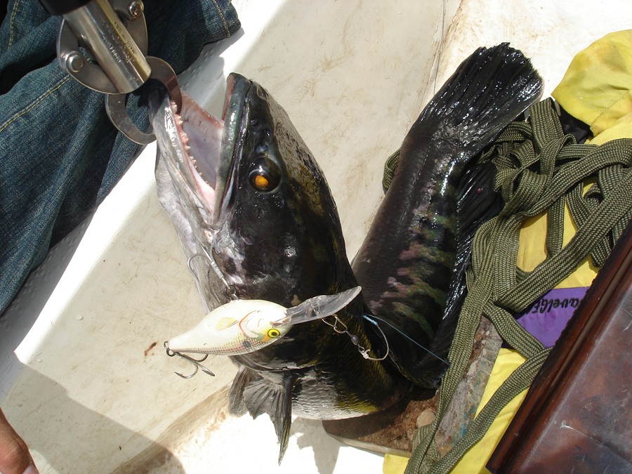 เรือลำนี้ ปลางับอยู่