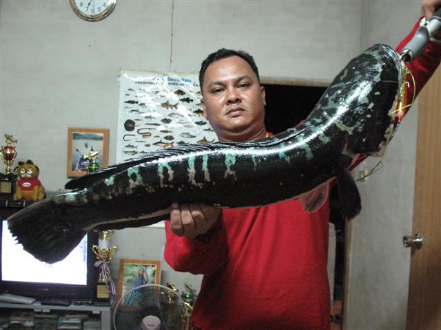 และนี่คือโฉมหน้าเจ้าของปลาใหญ่ในท