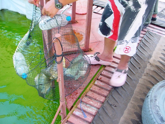  [b]ใส่ .................................................. กระชังไว้ก่อน !!!!![/b]


- สวัสดีครับ
