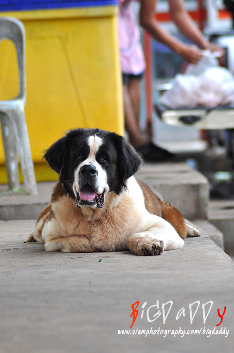 เจ้าแพนด้า เป็นหมาตลาดครับ น่ารัก ขี้เล่นดีครับ....  :cheer: