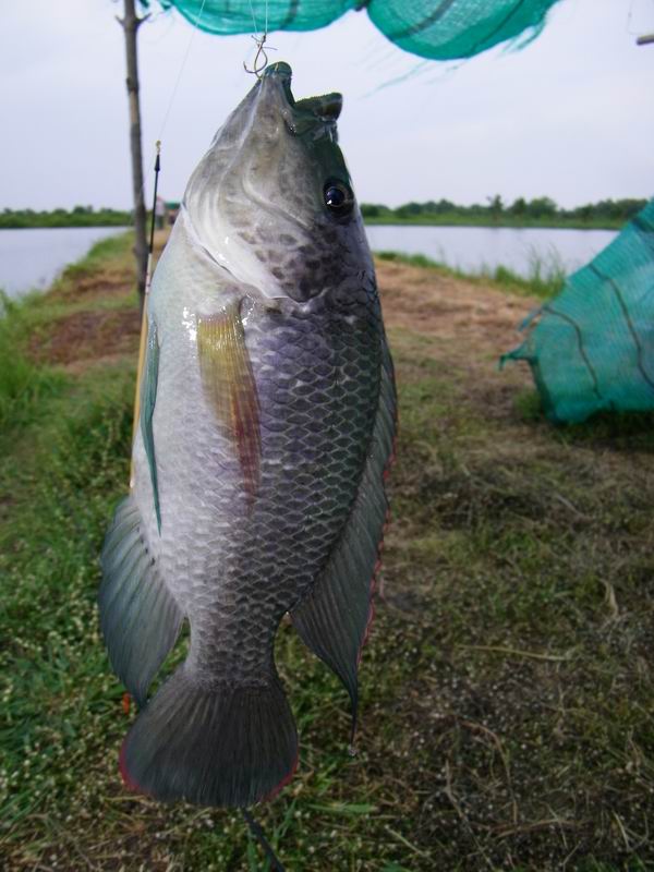 แกะเอ็นเสร็จแร๊ะ...แหม...มันร้อนได้จัยเจงเจงเร้ย... :mad: :mad:

เดี๋ยวรอแดดร่ม...ลมตก...ค่อยออกไป