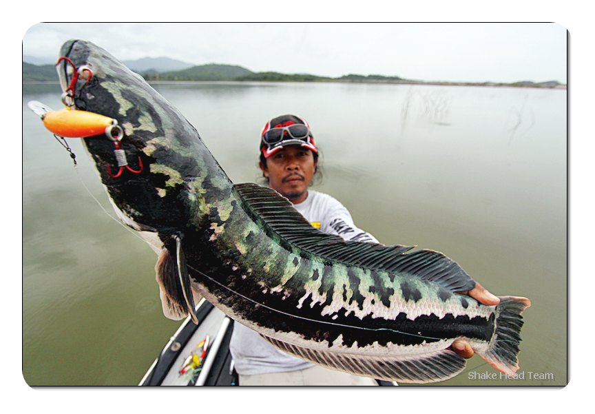  [q]+++ครับสุดยอดชะโดยักษ์ [/q]

สวัสดีครับน้าfishingjoke 

 [q]สวัสดีครับน้า  นพพร  เยี่ยมเหมือ