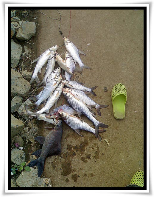 ปลารวมๆๆๆ[b] :cheer: