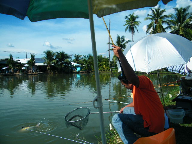 เวลาประมาณ 3.40 น. ผมได้ปลาแล้วครับ 

หลังจากรอบเช้าโดนไป 8














กระป๋อง :