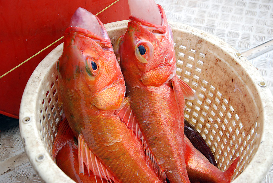 ใส่เข่งเรื่อย  เรือปัดมาเจอหลุมสีทอง  สีทอง  

ได้มาแค่ 4-5 ตัว

เดี๋ยวต้องเอาไปฝากน้าบาส  สะตัว