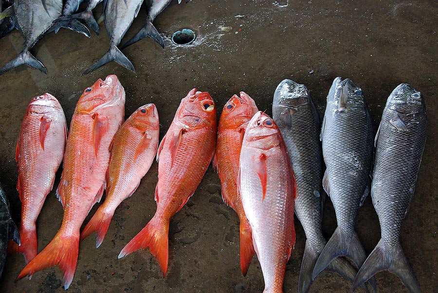 ...สีทอง....กระพงเขียว....
