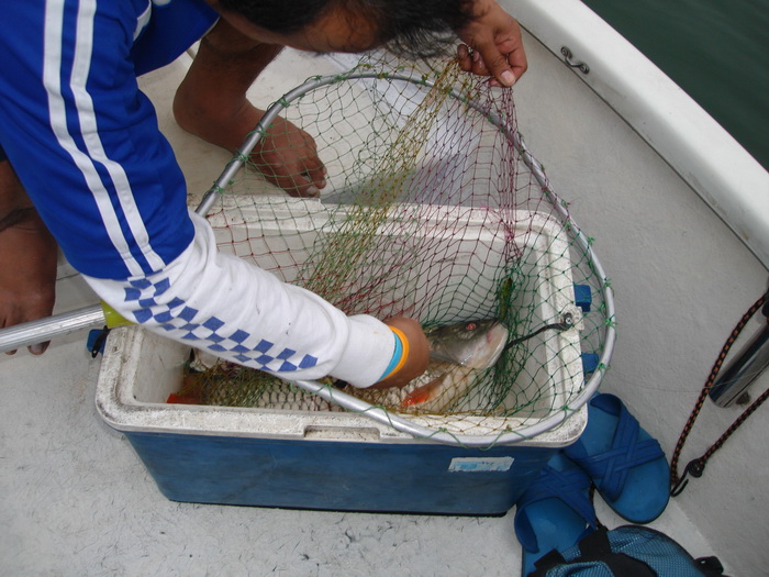 ตักขึ้นได้ผมบอกให้ปล่อยเดี๋ยวเรือเหม็นคาวปลา    มันบอกไม่เหม็นเหรอกพวกเล่นโยนใส่ลังเลย แถมยังหันมาบอ