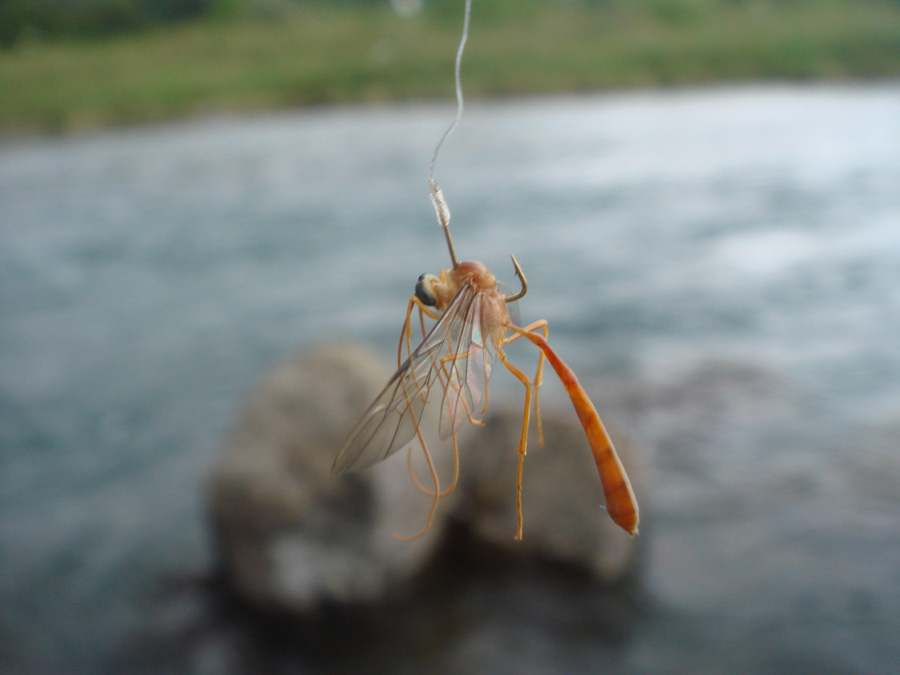 fly ดำน้ำ...ถุกลองไปแล้วสองขนาน....ชัวร์จ้า....100%..ไม่มีพลาด  สองเม็ดสองตัว...

ไหนๆ....ลองสูตร.