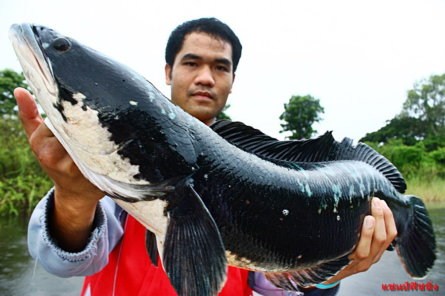 ไปกับลูกพี่โนต  (ปลาคาป) :laughing: :laughing:

 :grin: :grin: :cheer: :cheer: :cheer: