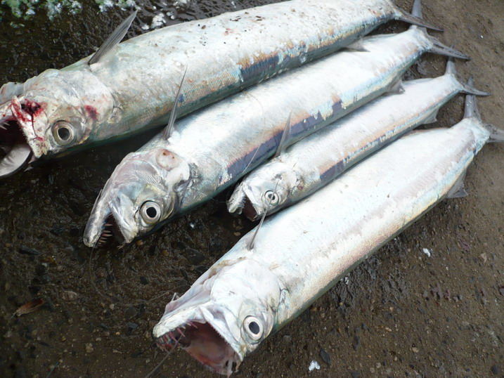 ปลารวมวันนี้ครับสี่ดาบลาวได้เพิ่มอีกสองตัวไม่ได้ถ่ายรูปเลยช่วงเย็นค่อนข้างชุนละมุนปลากินบ่อย ได้บ้าง