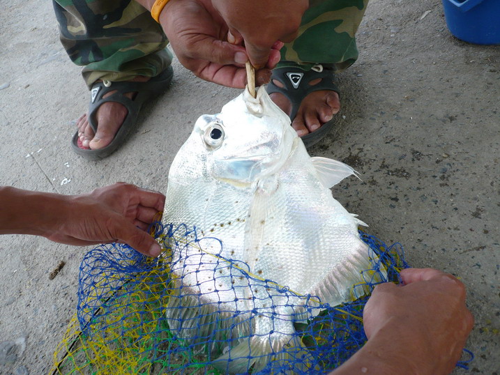 ขึ้นมาแล้ว ใบปอครับตัวกำลังสวยที่เดียว น้าคนที่ช่วยอัดสาธิตการปลดปลาให้ด้วย เป็นวิธีของนักตกปลาชาวบ้