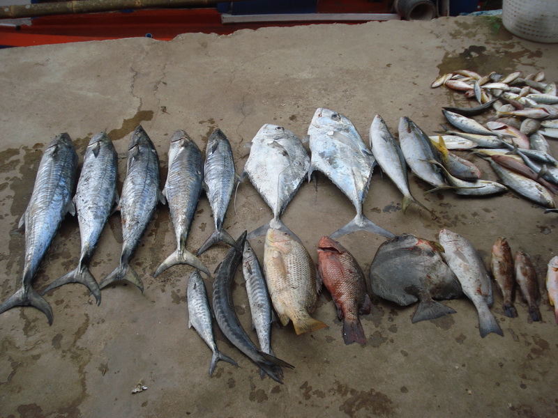 ปลารวมๆครับ หลุดขาดไปหลายตัวครับสำหรับปลาจม

รูปนี้ขาดเต๊กเล้งไซ้ส์ 4 โล อีก 2 ตัว

กับหลามกบ อี