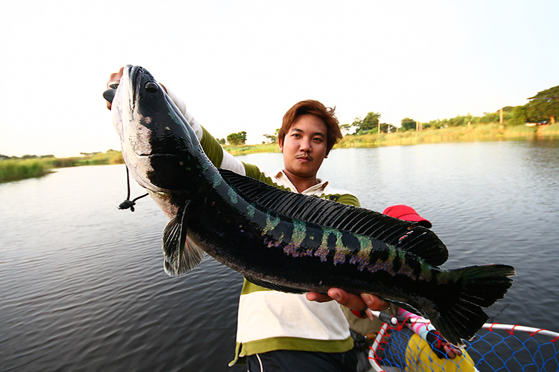 ว่างเมื่อไหร่.....เป็นต้องนึกถึงแต่เจ้าโด