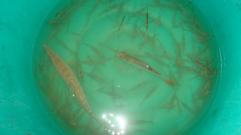 กุ้งเราก็ขอซื้อที่แพในหาดคูเดื่อเลยครับง่ายดี  10 บาท ตกได้ทั้งวัน :grin: